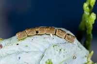 Hatched eggs of the leaffooted bug, Leptoglossus phyllopus.