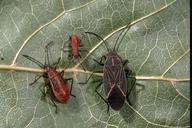 Western boxelder bug nymphs and adult