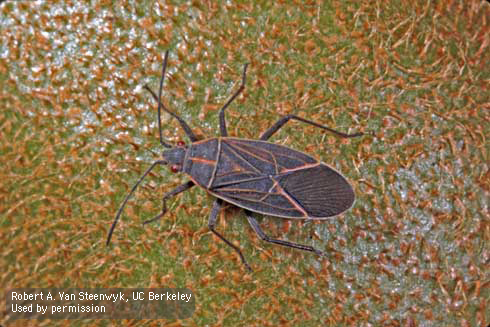 Adult boxelder bug on kiwi.