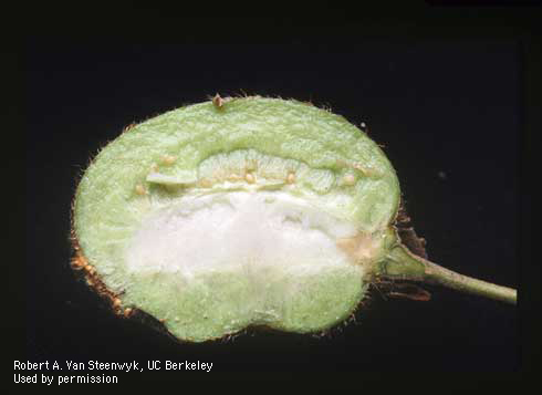 Malformation of kiwi fruit caused by boxelder bug.