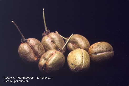 Malformation of kiwi fruit caused by boxelder bug.