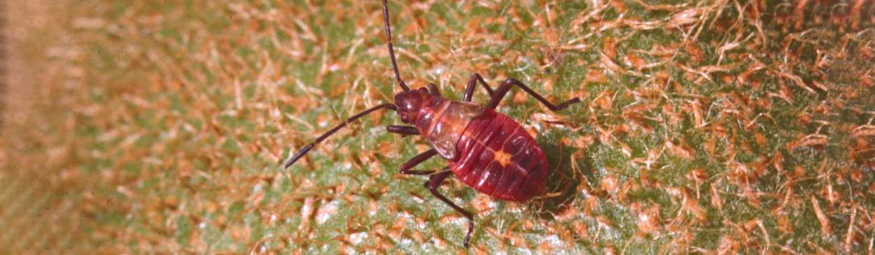 Young nymph of the boxelder bug on kiwifruit.