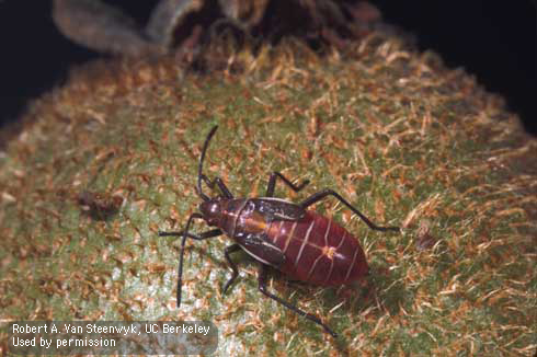 Young nymph of the boxelder bug on kiwi.