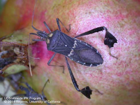 Adult leaffooted bug, <i>Leptoglossus zonatus.</i>  Note the two yellow spots on the pronotum behind the head, characteristic of this species.