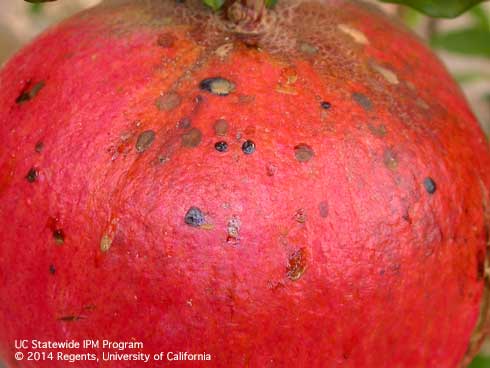 Excrement left by leaffooted bugs, <i>Leptoglossus zonatus,</i> on the surface of a pomegranate fruit.