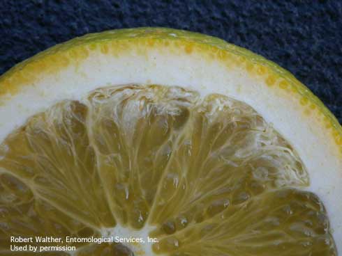 Leaffooted bug probing into citrus fruit can lead to punctured juice sacs and desiccation.