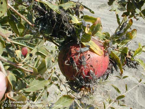 Aggregation of leaffooted bugs, <i>Leptoglossus zonatus,</i> on pomegranate.