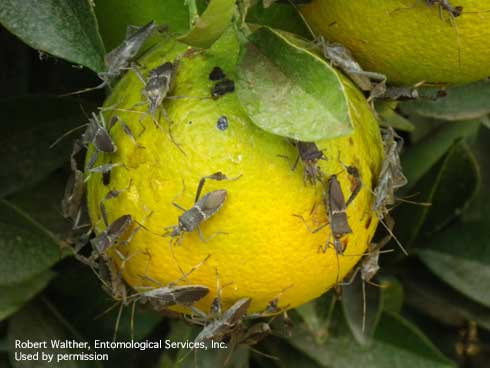 Adult leaffooted bugs, <i>Leptoglossus zonatus,</i> on citrus.