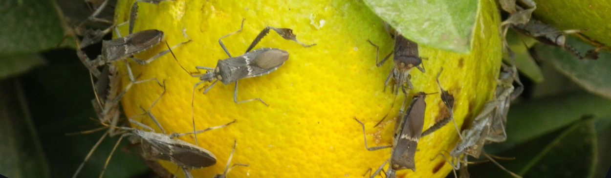 Adult leaffooted bugs, Leptoglossus zonatus, on citrus.