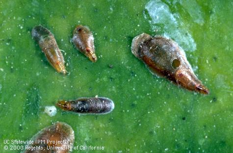 Covers of male scales (elongate and narrow) and female purple scales (wider near rounded end), <i>Lepidosaphes beckii</i>; one female has an exit hole of a parasitic wasp.