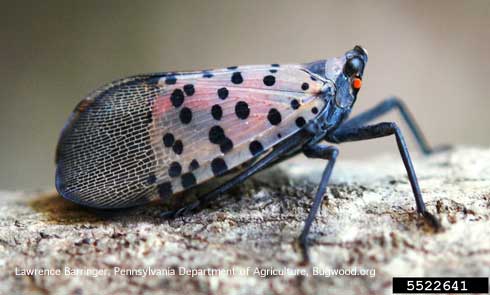 Adult spotted laternfly, <i>Lycorma delicatula</i>, an exotic planthopper (Fulgoridae). 