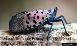 Adult spotted lanternfly, an exotic planthopper species to look out for.