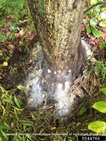 Honeydew and white wax accumulated at the base of a tree heavily infested with spotted laternfly, <i>Lycorma delicatula</i>, an exotic planthopper (Fulgoridae).