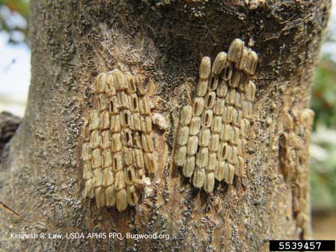 Old (hatched) eggs of spotted laternfly, <i>Lycorma delicatula</i>, an exotic planthopper (Fulgoridae). 