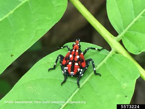 Last (fourth) instar (nymph) of spotted laternfly, <i>Lycorma delicatula</i>, an exotic planthopper (Fulgoridae). 