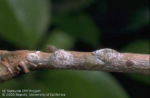 Mature female frosted scales covered with waxy excretion.