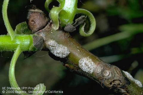 Nymph of frosted scale.