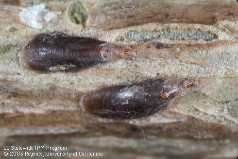 Adult female oystershell scales, <i>Lepidosaphes ulmi</i>.