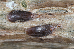 Adult female oystershell scales.