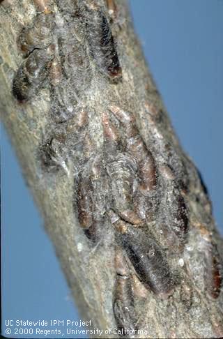 Adult female oystershell scales, <i>Lepidosaphes ulmi</i>, on walnut twig.