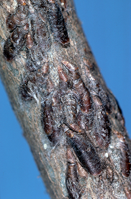 Adult female oystershell scales.