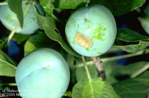 Prune damaged by green fruitworm feeding.