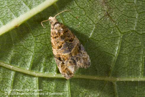 Adult European grapevine moth, <i>Lobesia botrana.</i>.