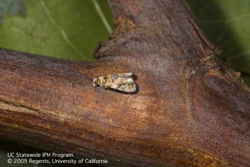 Adult European grapevine moth, <i>Lobesia botrana.</i>.