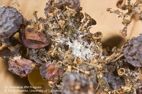 Feeding by larvae of European grapevine moth, <i>Lobesia botrana,</i> results in contamination of bunches with webbing, frass, and fungal infections.