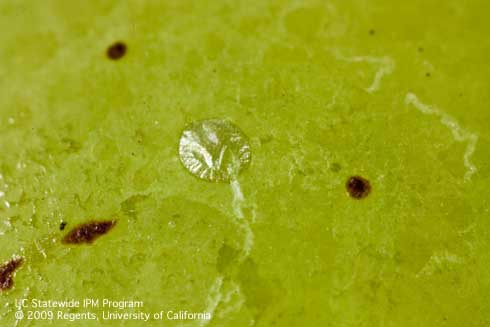 Empty, hatched egg shell (chorion) of European grapevine moth, <i>Lobesia botrana,</i> on a grape berry.