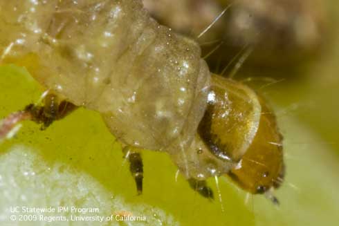 The larva of European grapevine moth, <i>Lobesia botrana,</i> has dark markings on the outside, back edge of the prothoracic shield and black thoracic legs.