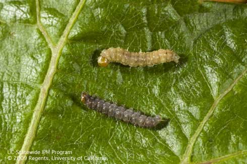 Earlier stages of European grapevine moth larvae, <i>Lobesia botrana,</i> are tan to yellow-brown (top). Later stages become dark colored (bottom).