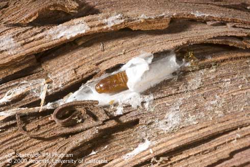 Pupa of European grapevine moth, <i>Lobesia botrana,<i> exposed in its cocoon.