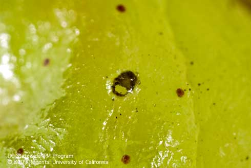 Exit hole in parasitized egg of European grapevine moth, <i>Lobesia botrana.</i>.