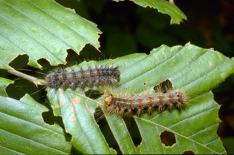 Larvae of spongy moth (formerly gypsy moth), <I>Lymantria dispar.</I>.