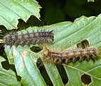 Gypsy moth