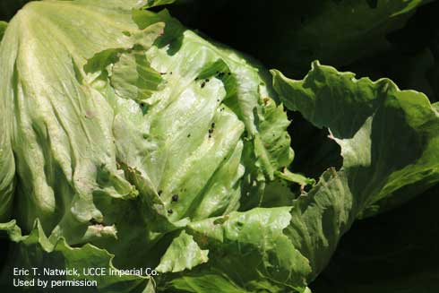 Damaged lettuce leaves and frass left behind by caterpillar feeding.