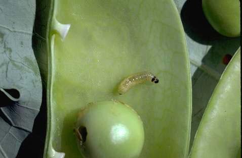 A pea moth larva.