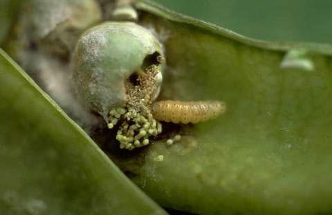 A pea moth larva in a pea pod.