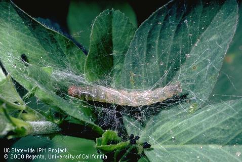 Larva of webworm.