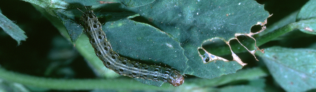 Webworm larva.