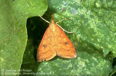 Adult beet webworm.