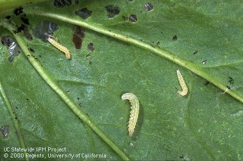 Larvae of beet webworm and holes they have chewed in a leaf.