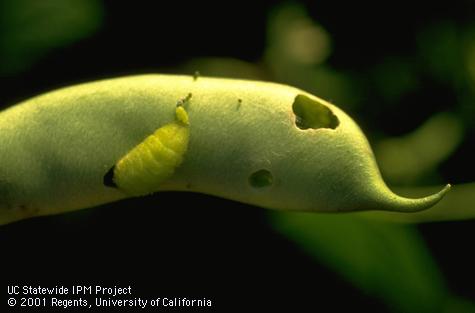 Lycaenid pod borer larva boring into bean pods.