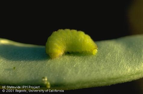 Lycaenid pod borer larva, identification uncertain.