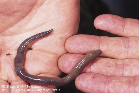 Adult earthworm, <I>Lumbricus terrestris.</I>  .