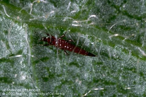 Black hunter thrips larva.