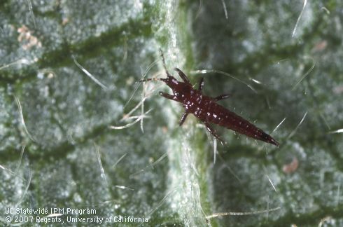 Dorsal view of larva of black hunter thrips, <I>Leptothrips mali</I>, resting on leaf vein.