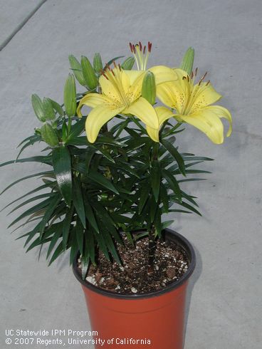 Blossoms of Asiatic lily, <I>Lilium</I> sp.  