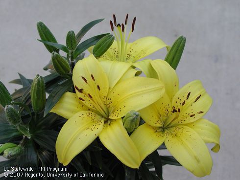 Blossoms of Asiatic lily, <I>Lilium</I> sp.  